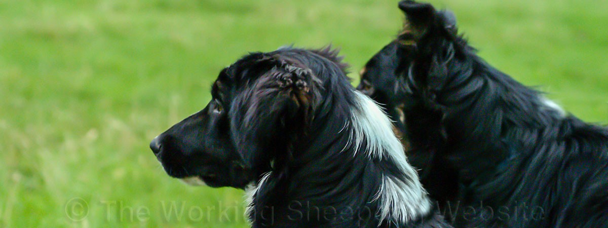 Photograph of Sheepdogs Reiver and Mossie awaiting their turn at a sheepdog training session