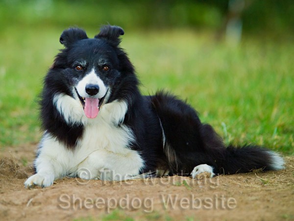 Glen with his ears perched on top of his head