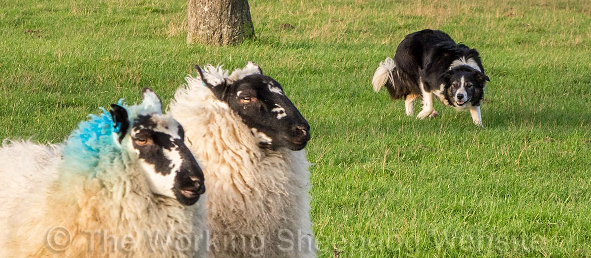 Photo of some sheep close to the camera, with a border collie sheepdog controlling them