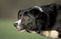 Close-up portrait of Aled Owen's great, great sheepdog ROY 200199